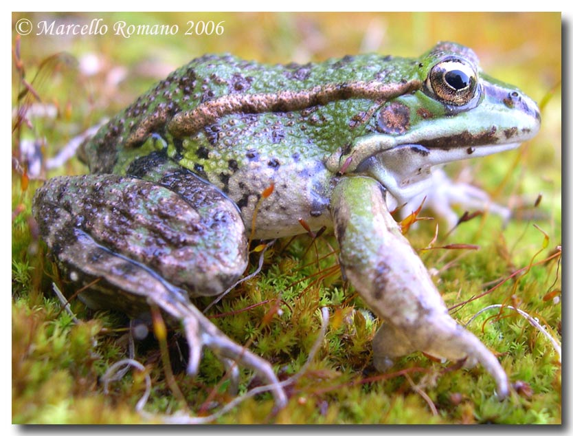 Una rana fotogenica - Pelophylax sp. (Sicilia)